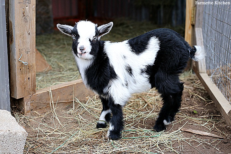 Pygmy and Nigerian Dwarf baby goats standing outside