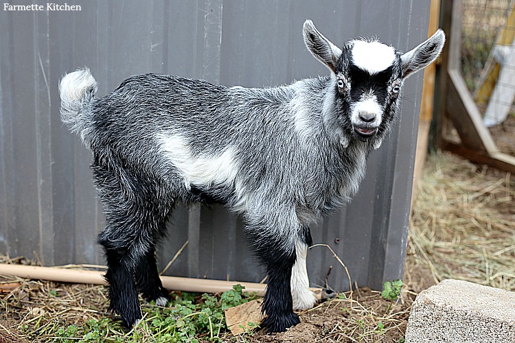 Pygmy and Nigerian Dwarf baby goats standing in hay