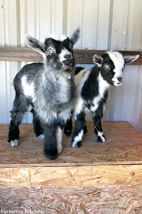 baby goats on a farmette