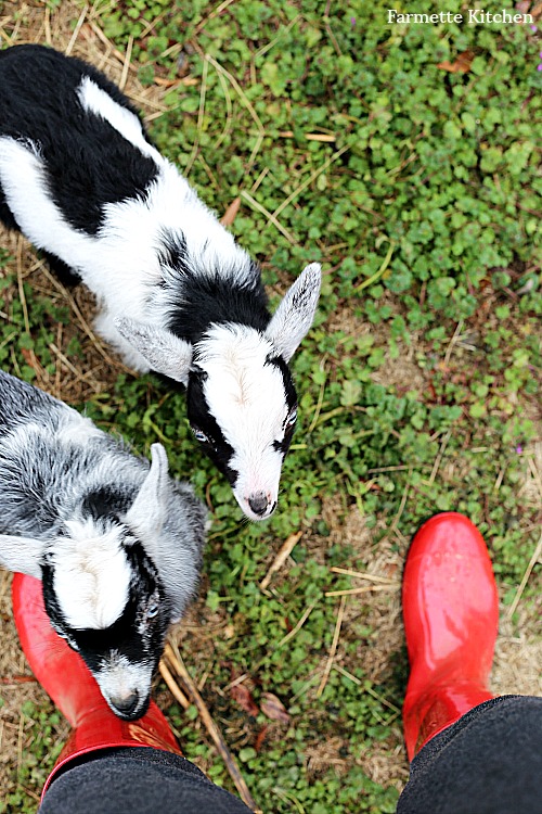 baby goats and red rain boots