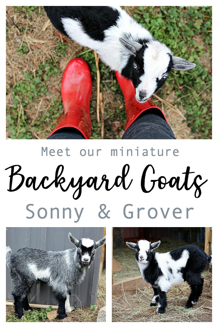 James and I always planned on getting a couple of goats (and chickens) when we moved out to the Farmette, but I never imaged they would be little baby goats! We decided on two little Pygmy + Dwarf mixes let the girls each pick one and name him. Raising baby goats has been so fun for the whole family.