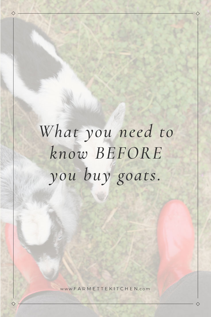 We were lucky to buy our goats from a knowledgeable breeder who shared a wealth of information that helped us tremendously. Before you buy goats you will need to decide size, breed, and gender. You will also need to make decisions about horns, vaccines, and fencing. Read more...