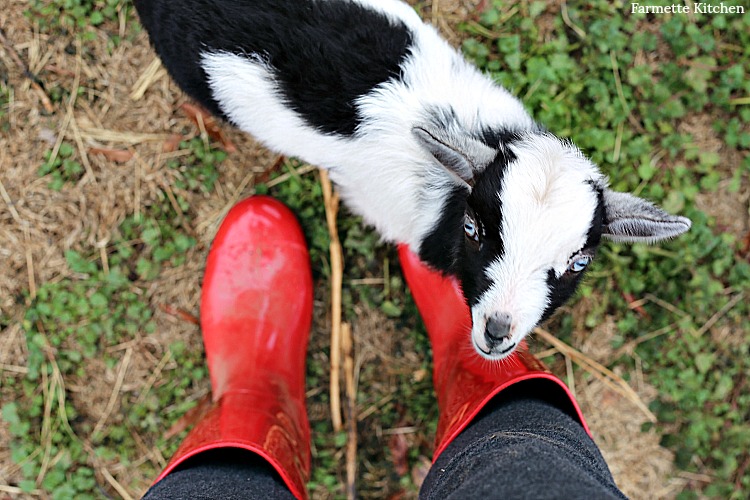 Nigerian Dwarf Baby Goat standing beside red rain boots