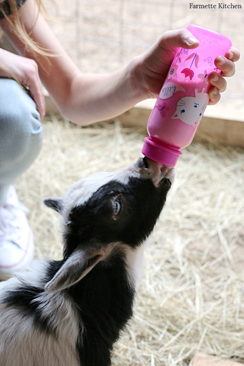 Bottle store baby goat