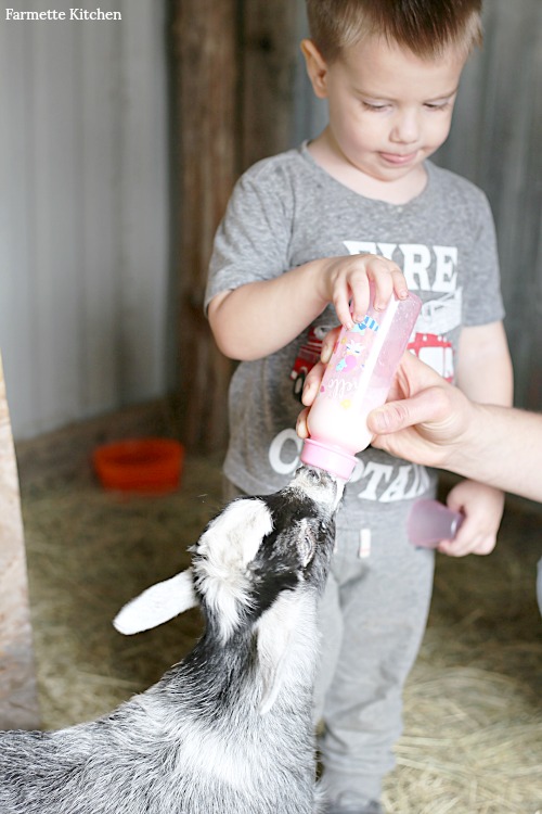 tips and tricks to bottle feed goat kids