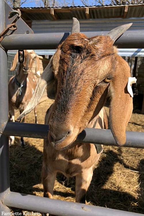 goat sticking head through a fence