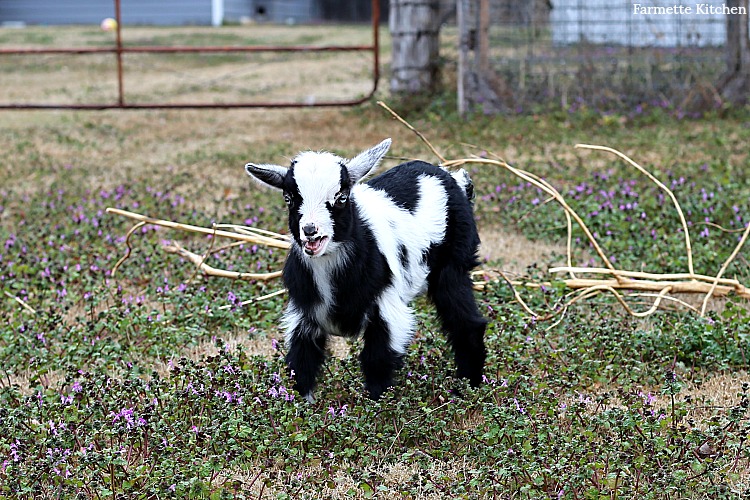 baby goat in a field