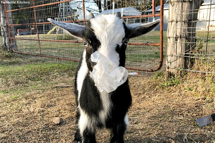 What do goats eat? The healthiest diet for a goat is to have open pasture to eat fresh, green grass (and weeds and shrubs and bushes and that kind of stuff), so they’re getting exercise and good nutrition at the same time. Contrary to popular belief, they won't keep your grass neatly mowed and they don't eat tin cans!