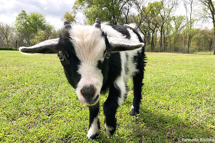 goat eating green grass