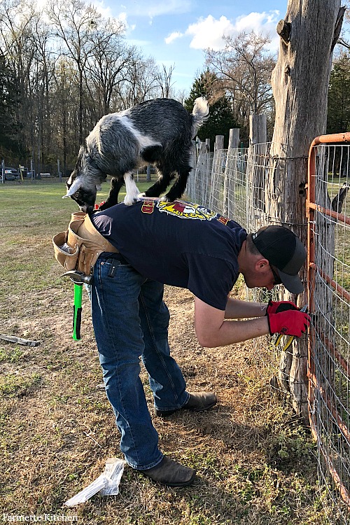 goat standing on man's back