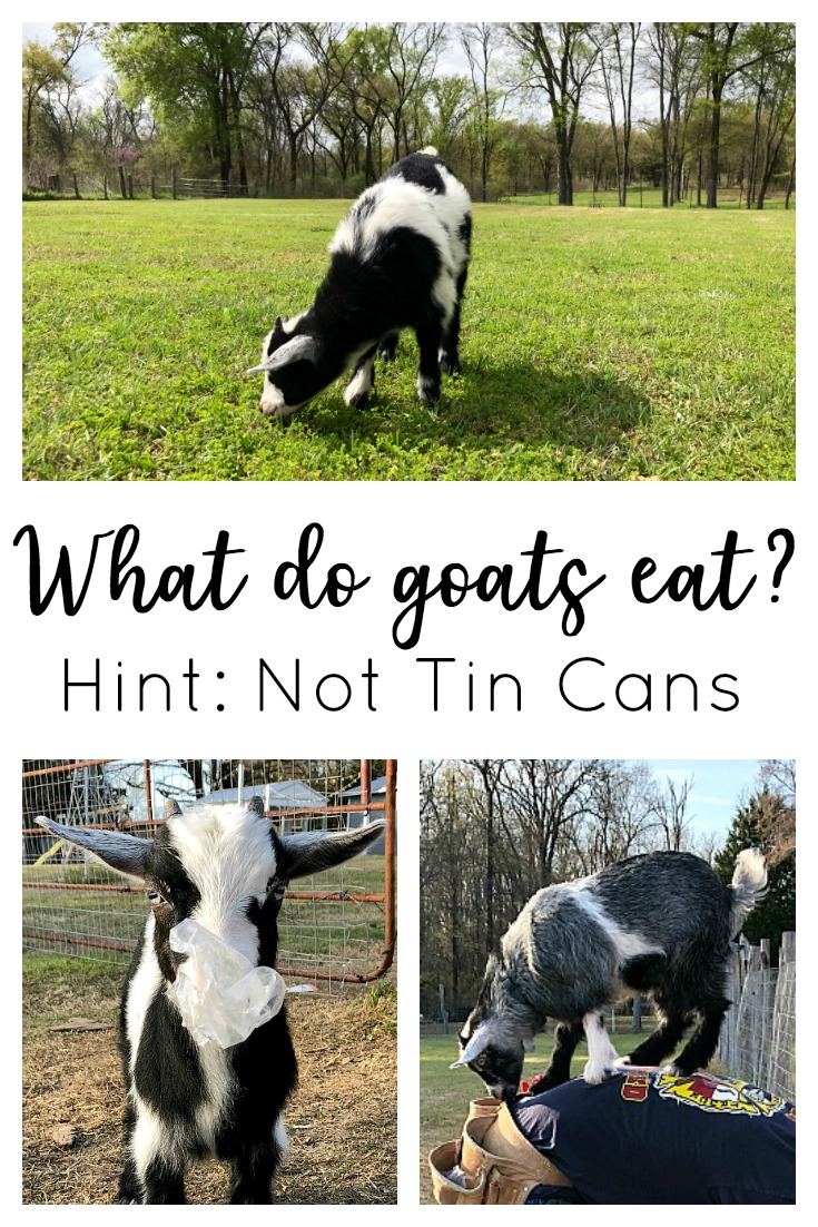 What do goats eat? The healthiest diet for a goat is to have open pasture to eat fresh, green grass (and weeds and shrubs and bushes and that kind of stuff), so they’re getting exercise and good nutrition at the same time. Contrary to popular belief, they won't keep your grass neatly mowed and they don't eat tin cans!