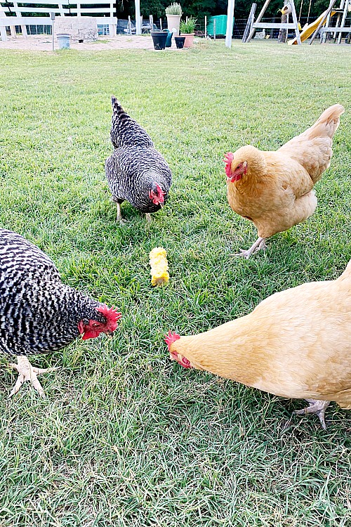 four chickens eating a corn cob