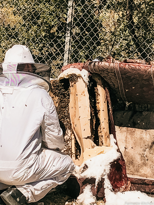 firefighter saves bees from being destroyed