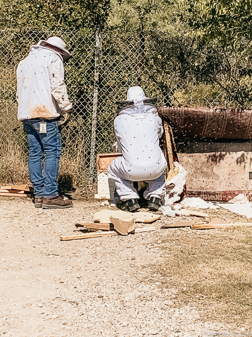 two men removing bees from a couch