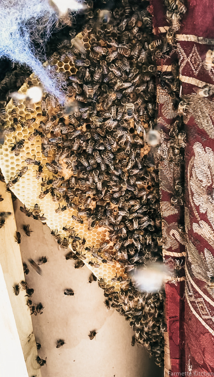 bees inside of a couch