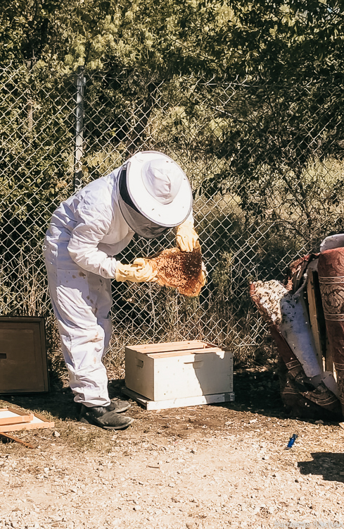 firefighter putting relocated bees in bee box