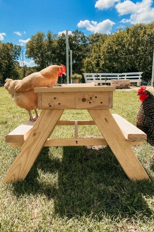 chickens standing at chicnic table